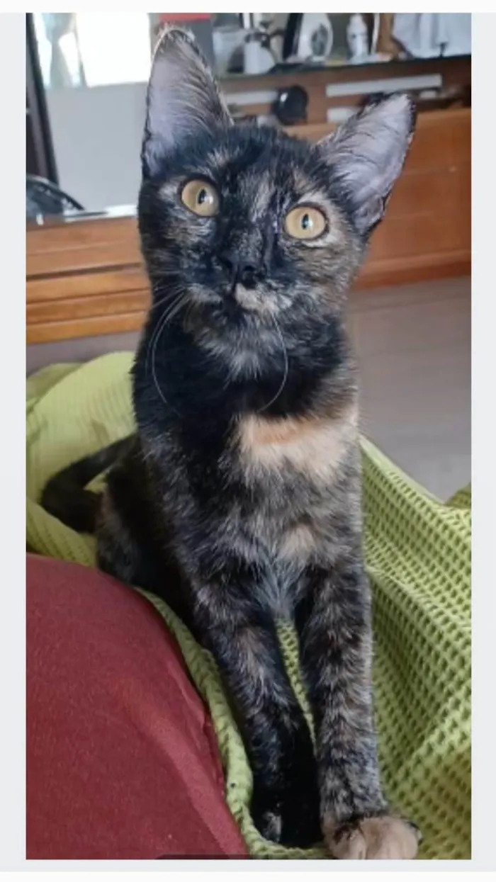 Gato ra a srd escaminha rosét  idade 7 a 11 meses nome CACAU
