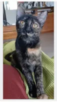 CACAU