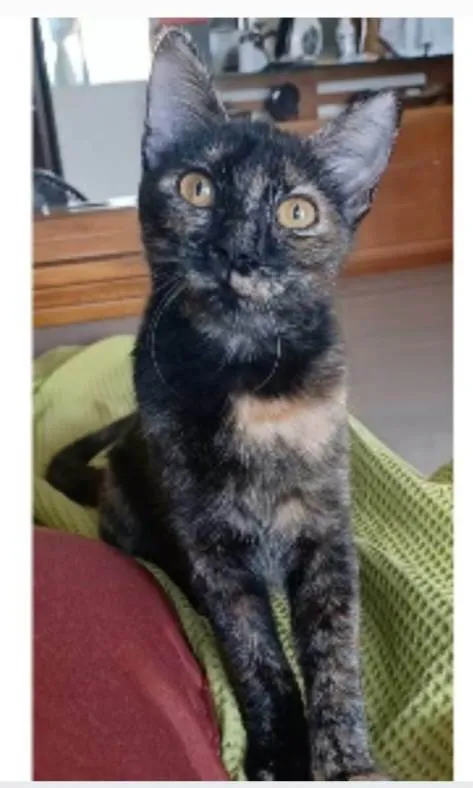 Gato ra a srd escaminha rosét  idade 7 a 11 meses nome CACAU