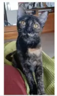 CACAU