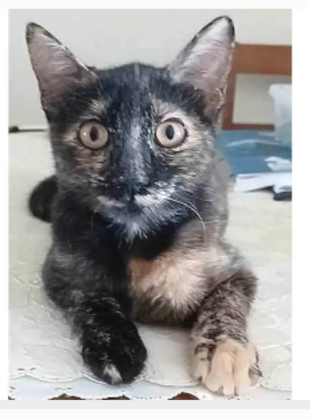 Gato ra a srd escaminha rosét  idade 7 a 11 meses nome CACAU