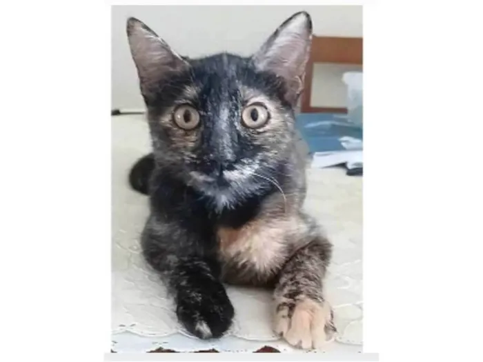 Gato ra a srd escaminha rosét  idade 7 a 11 meses nome CACAU