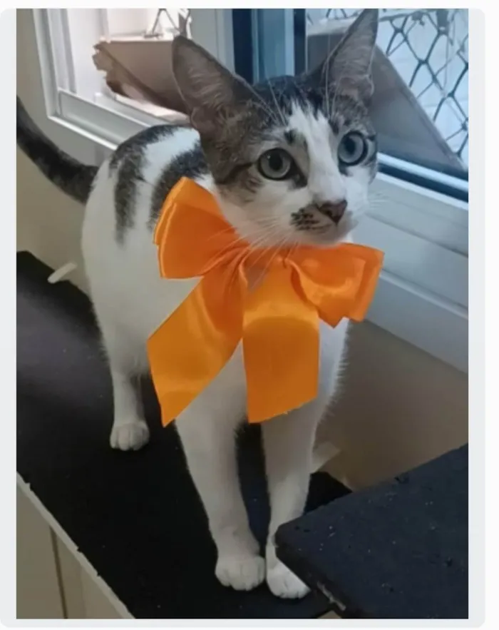 Gato ra a srd idade 1 ano nome PIPA