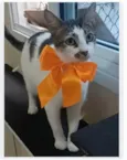 PIPA