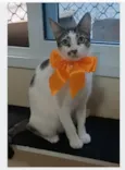 PIPA