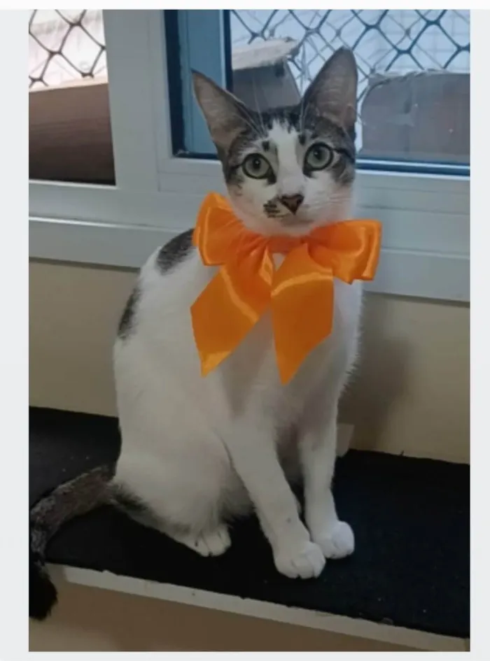 Gato ra a srd idade 1 ano nome PIPA