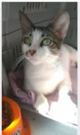PIPA