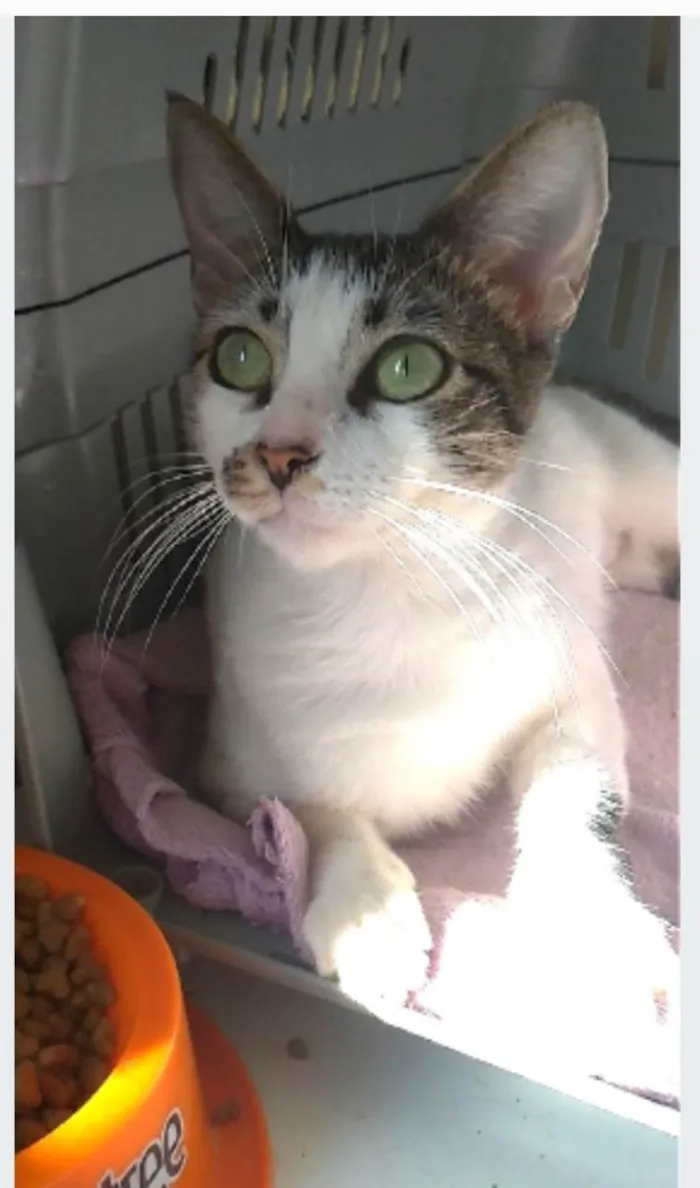 Gato ra a srd idade 1 ano nome PIPA