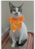 PIPA