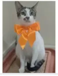 PIPA