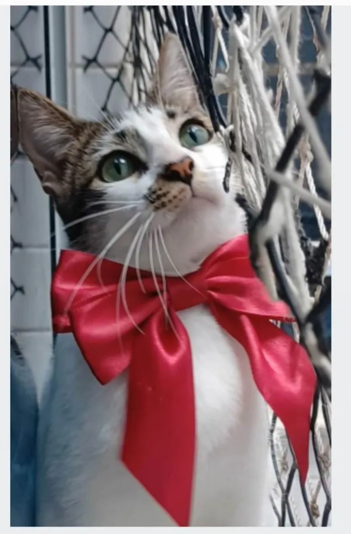 Gato ra a srd idade 1 ano nome PIPA