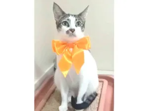 Gato raça srd idade 1 ano nome PIPA