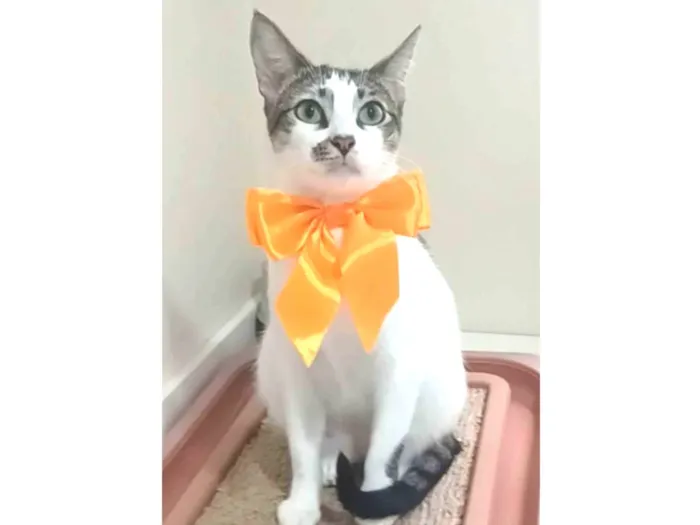 Gato ra a srd idade 1 ano nome PIPA