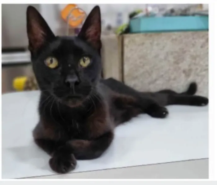 Gato ra a srd idade 4 anos nome BARTOLOMEU 