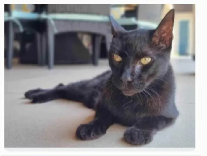 Gato ra a srd idade 4 anos nome BARTOLOMEU 