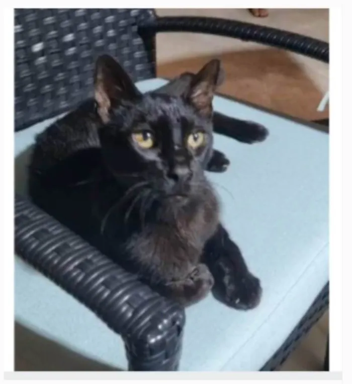 Gato ra a srd idade 4 anos nome BARTOLOMEU 