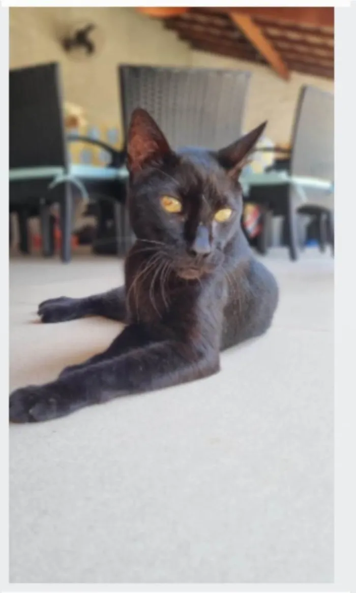 Gato ra a srd idade 4 anos nome BARTOLOMEU 