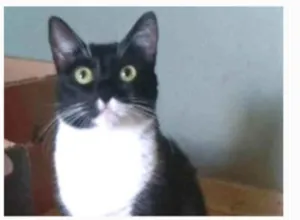 Gato raça srd idade 2 anos nome LIKA