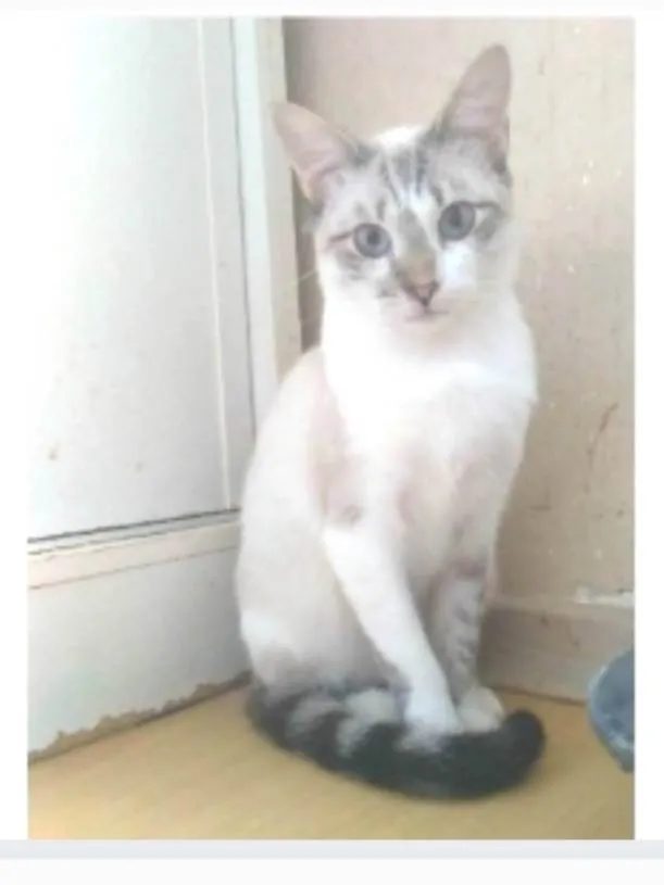Gato ra a srd idade 7 a 11 meses nome NINO