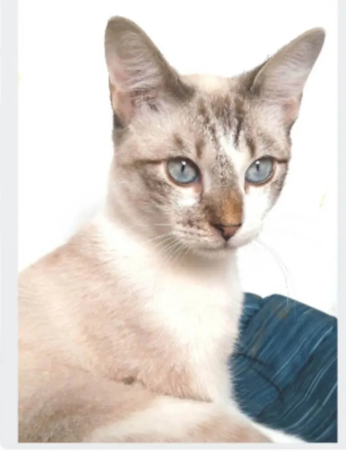 Gato ra a srd idade 7 a 11 meses nome NINO