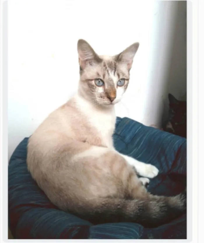 Gato ra a srd idade 7 a 11 meses nome NINO