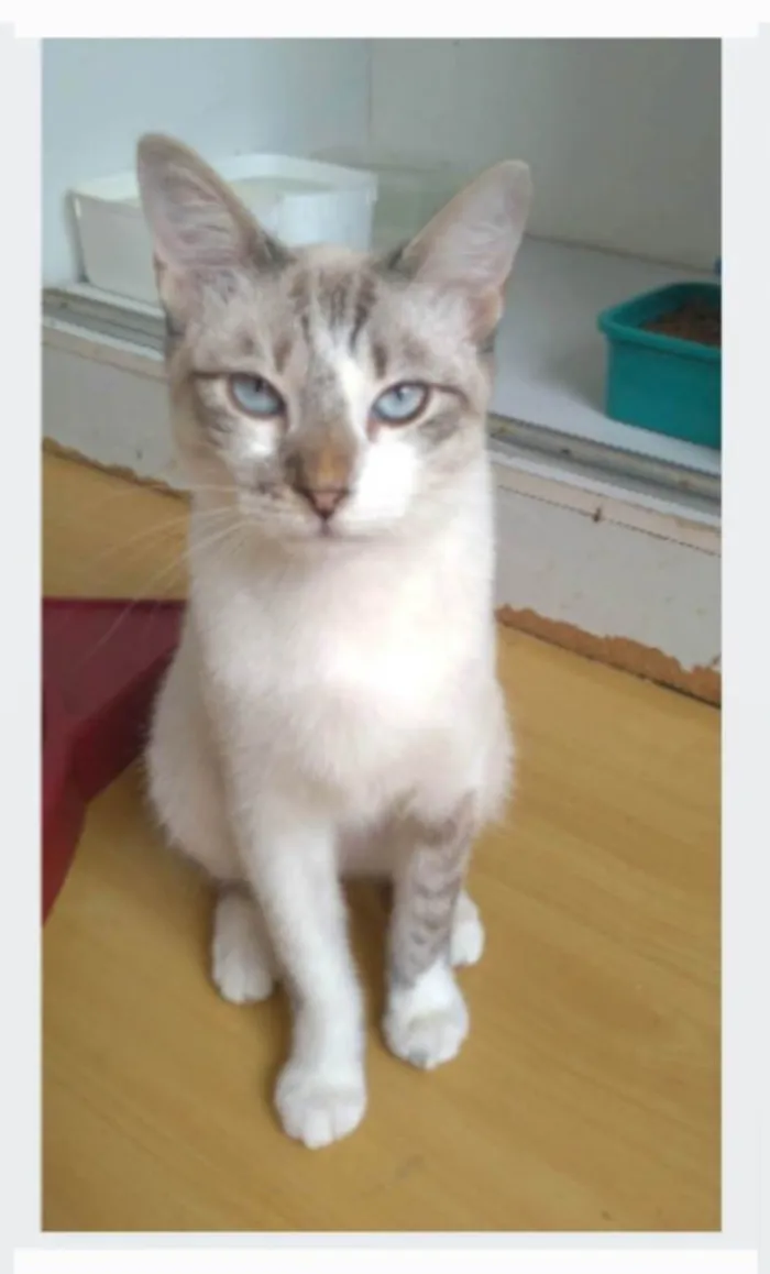 Gato ra a srd idade 7 a 11 meses nome NINO