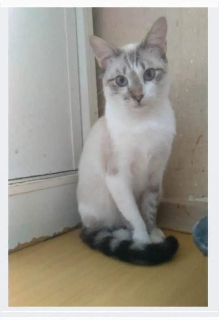 Gato ra a srd idade 7 a 11 meses nome NINO