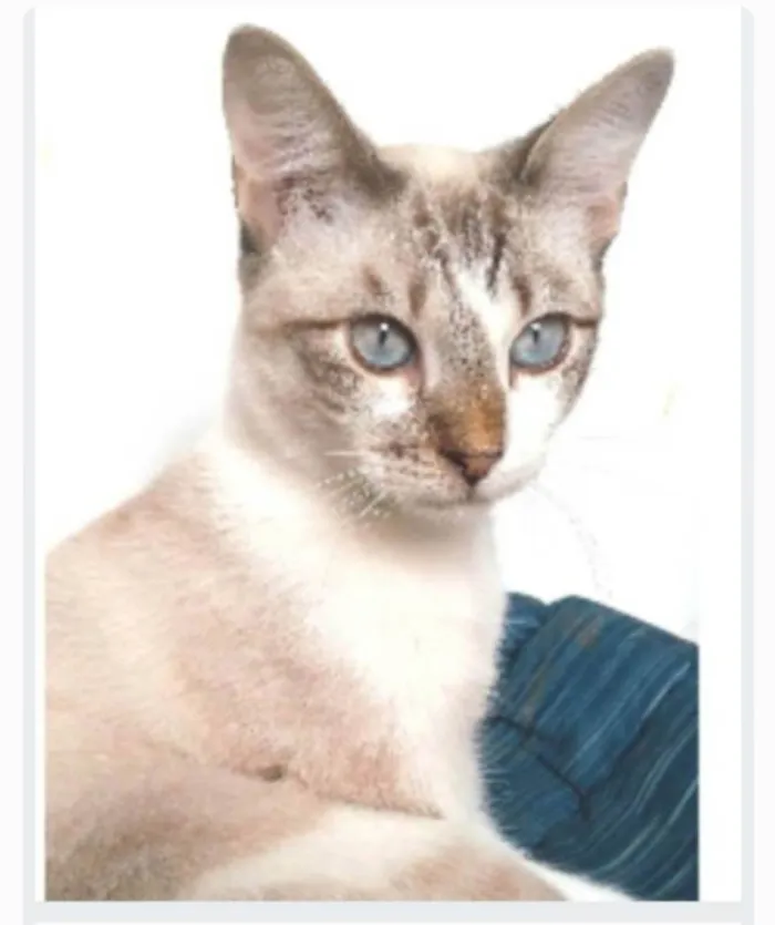 Gato ra a srd idade 7 a 11 meses nome NINO