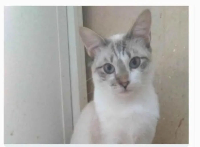 Gato ra a srd idade 7 a 11 meses nome NINO