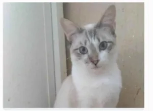 Gato raça srd idade 7 a 11 meses nome NINO