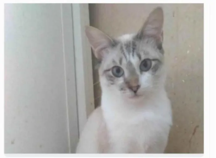 Gato ra a srd idade 7 a 11 meses nome NINO