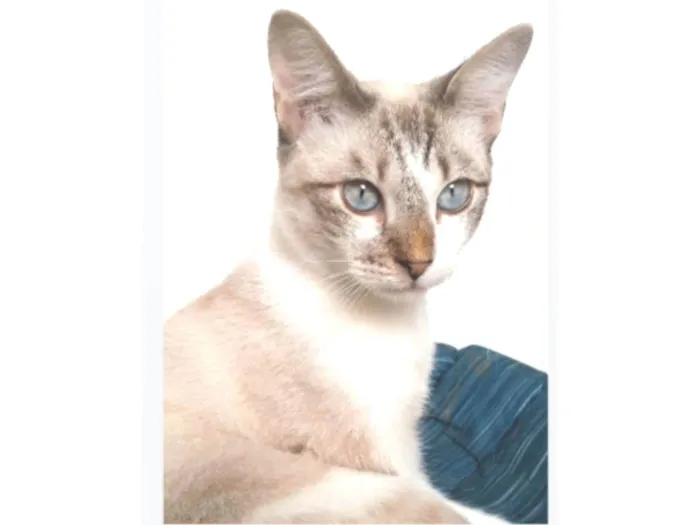 Gato ra a srd idade 7 a 11 meses nome NINO