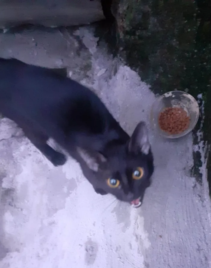 Gato ra a -ViraLata idade 2 a 6 meses nome Sem nome 