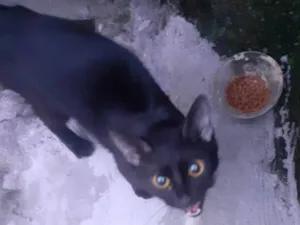 Gato raça -ViraLata idade 2 a 6 meses nome Sem nome 