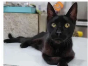 Gato raça srd idade 4 anos nome BARTOLOMEU 