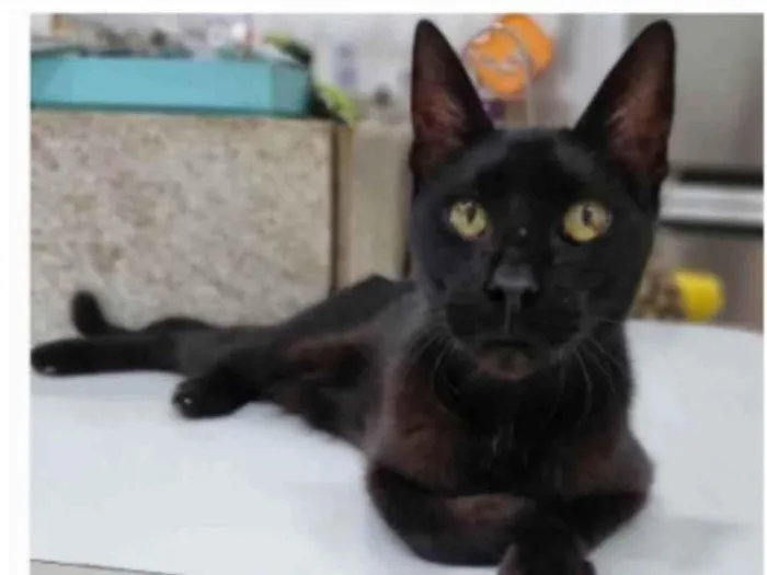 Gato ra a srd idade 4 anos nome BARTOLOMEU 