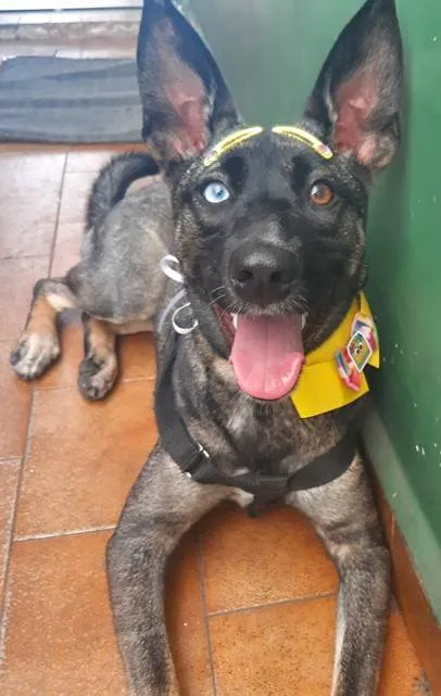 Cachorro ra a SRD-ViraLata idade 1 ano nome Paçoca 