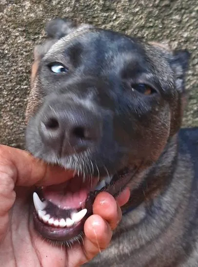 Cachorro ra a SRD-ViraLata idade 1 ano nome Paçoca 