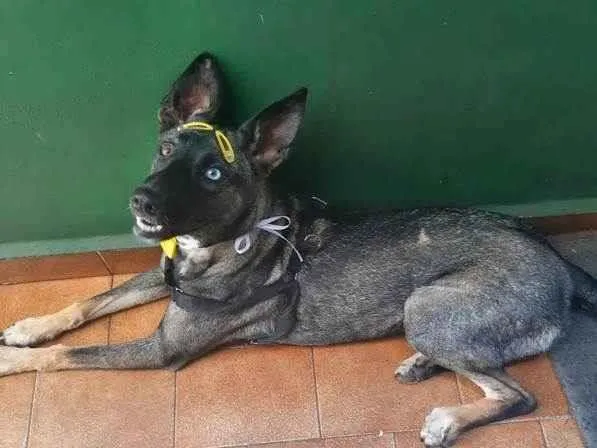 Cachorro ra a SRD-ViraLata idade 1 ano nome Paçoca 