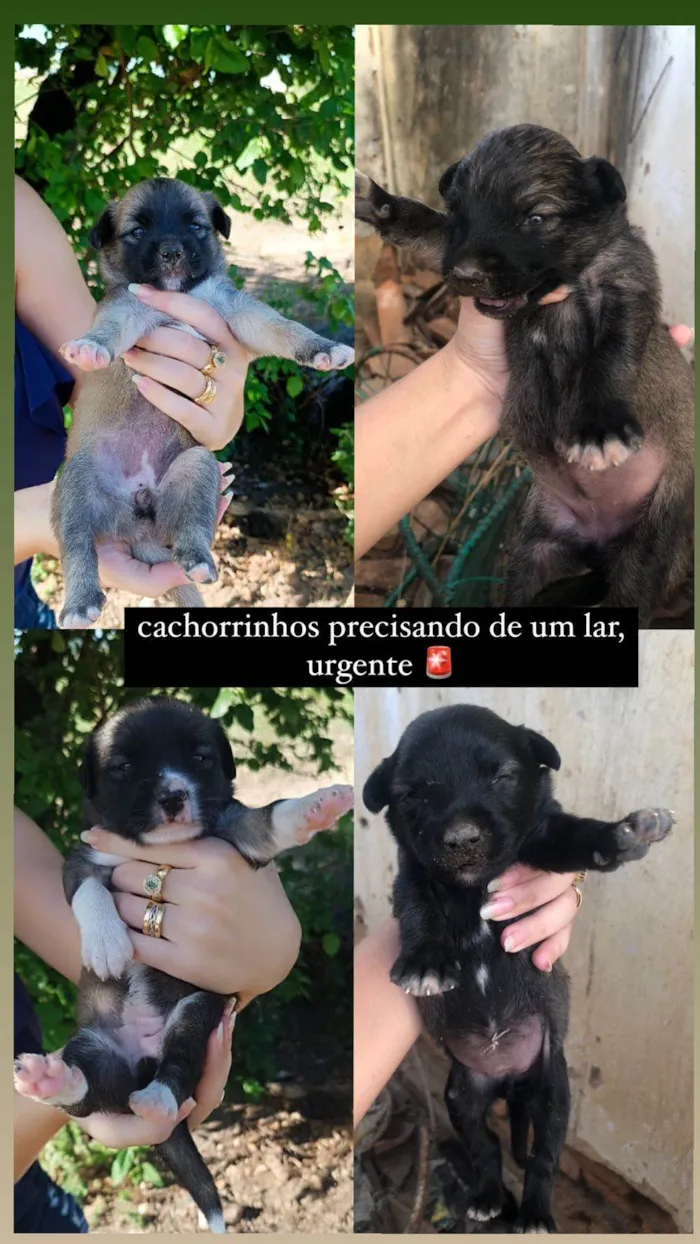 Cachorro ra a  idade Abaixo de 2 meses nome sem nome