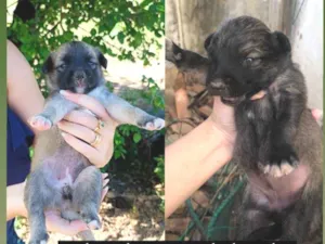 Cachorro raça  idade Abaixo de 2 meses nome sem nome