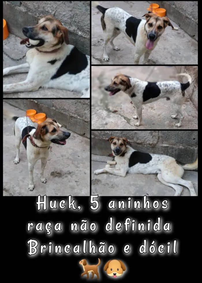 Cachorro ra a Vira lata idade 5 anos nome Huck