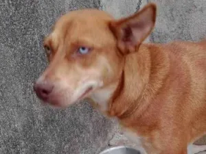 Cachorro raça SRD idade 7 a 11 meses nome Princesa 