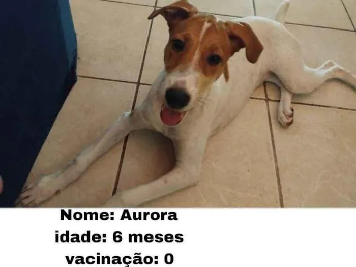 Cachorro ra a SRD-ViraLata idade 2 a 6 meses nome Aurora