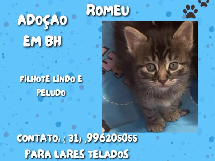 Gato ra a SrD idade Abaixo de 2 meses nome Romeu