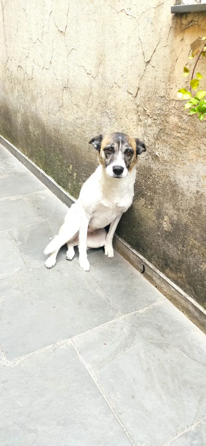 Cachorro ra a Vira lata idade 3 anos nome Menina