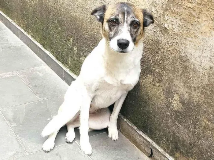 Cachorro ra a Vira lata idade 3 anos nome Menina