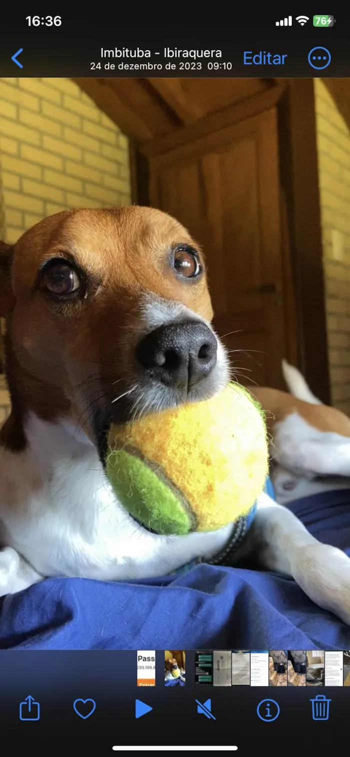 Cachorro ra a Pincher x Fox paulistinha idade 6 ou mais anos nome Floki