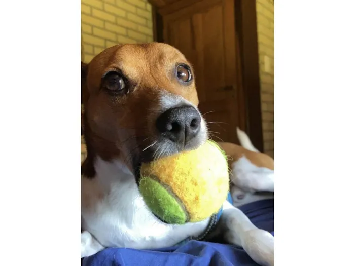 Cachorro ra a Pincher x Fox paulistinha idade 6 ou mais anos nome Floki