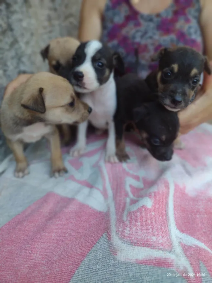 Cachorro ra a Pincher x Fox paulistinha idade 6 ou mais anos nome Floki